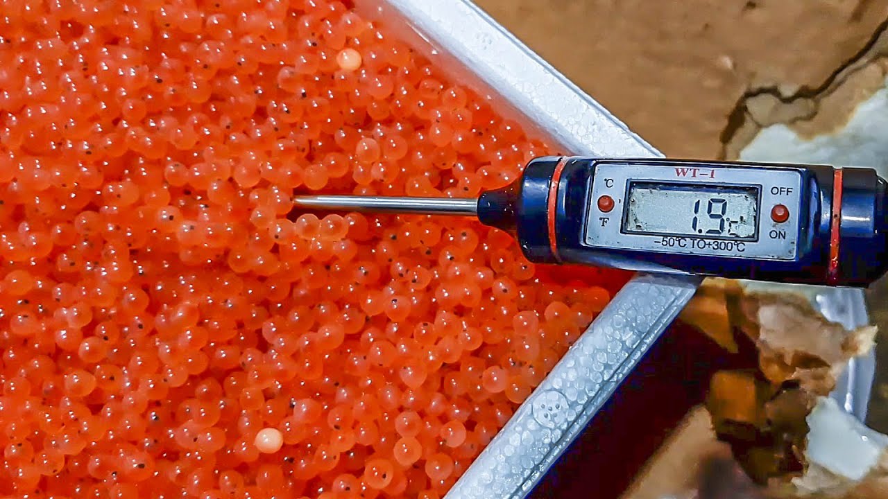 LABORATORIO PISCICOLA DE MUNICIPALIDAD DE ECHARATI INCUBA 50,000 MIL OVAS DE TRUCHA ARCOÍRIS