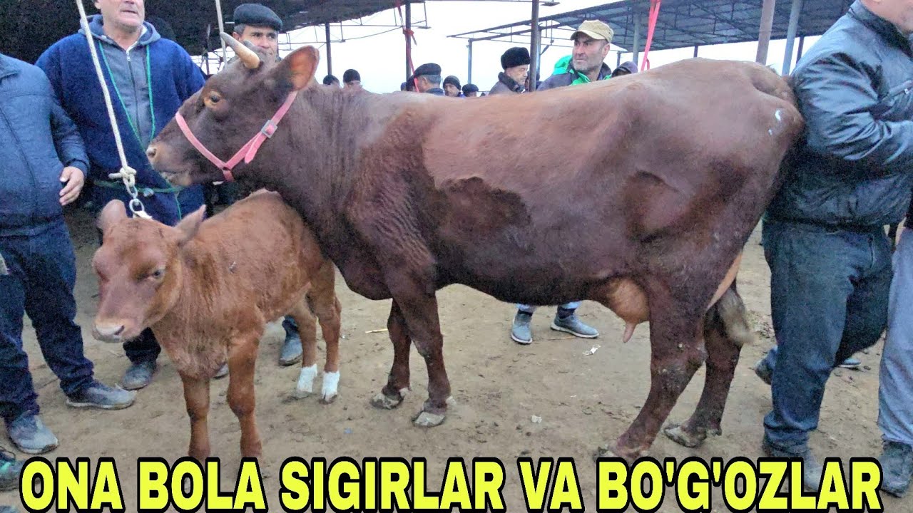 Romitan qo'rgon mol bozori ona bola sigirlar va bo'g'oz g'unojinlar 5 марта 2026 г.