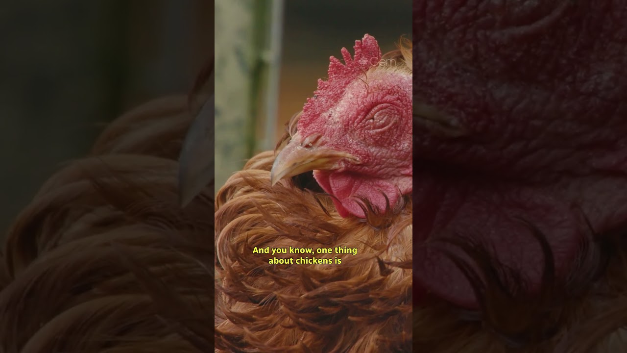 Can chickens be therapy animals 🤔