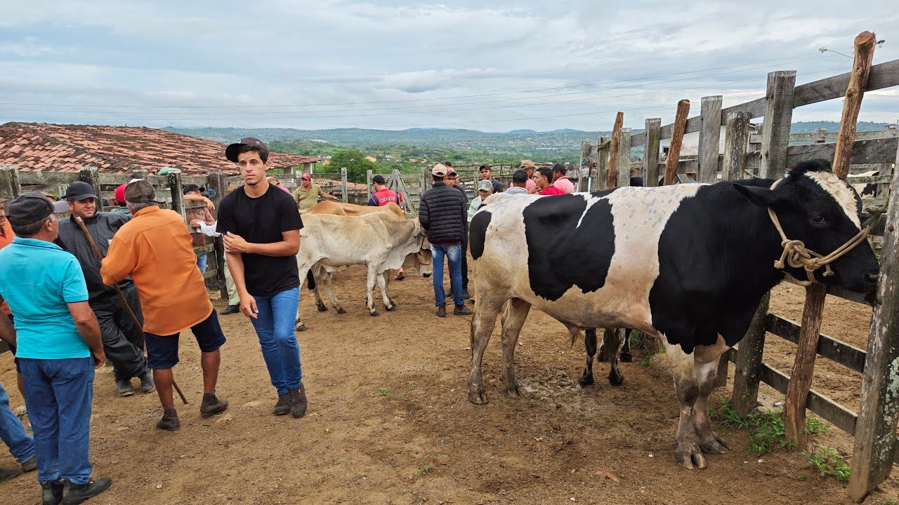 A FEIRA DO GADO DE JOÃO ALFREDO - PE SÓ OS TOPS 02/03/2026