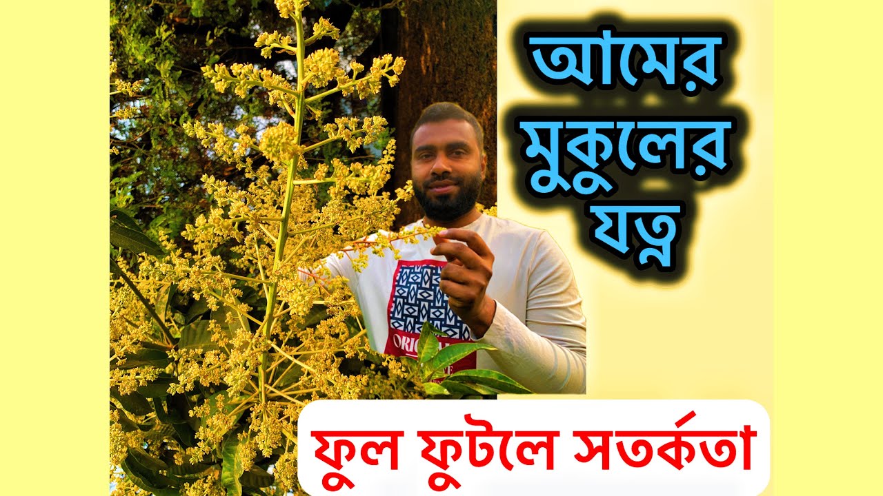 আমের মুকুলের যত্ন।আমের গুটি ঝরার সমাধান।mango plant care #আমেরমুকুল #আমগাছেরযত্ন #mangofruitsetting 