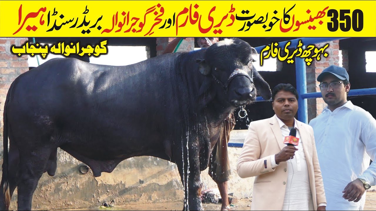 Modern Buffalos Dairy Farm | Pure Nili Ravi Breeder Buffalo Bull | Bouch Dairy Farm Gujranwala