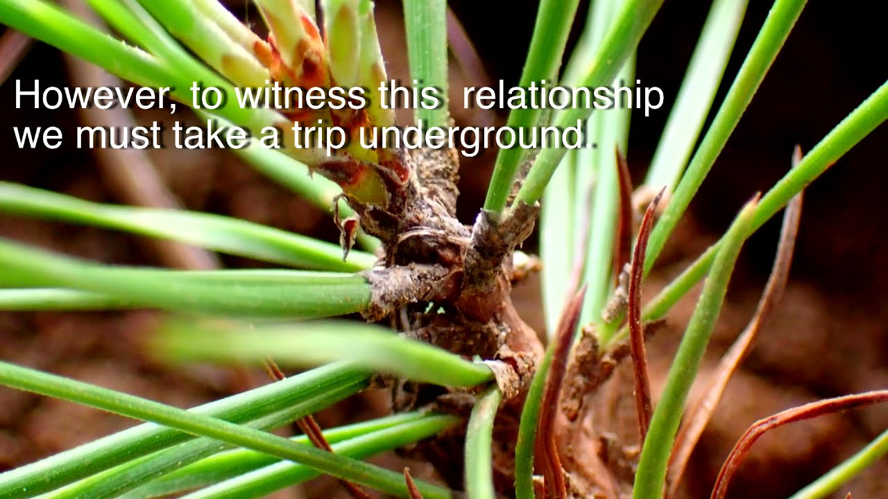 Mycorrhiza Time lapse Take a Trip Underground.