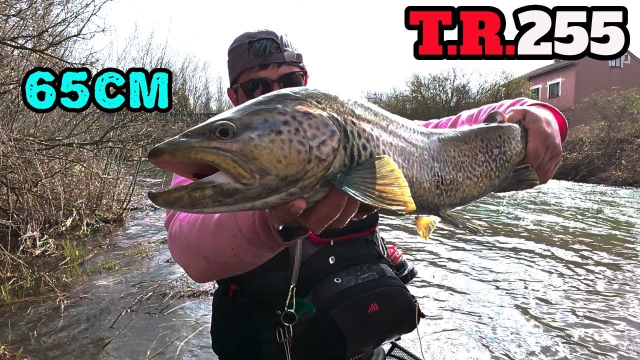 ⚠️PESCO una TRUCHA de 65 CM👈/ (Tramo urbano)
