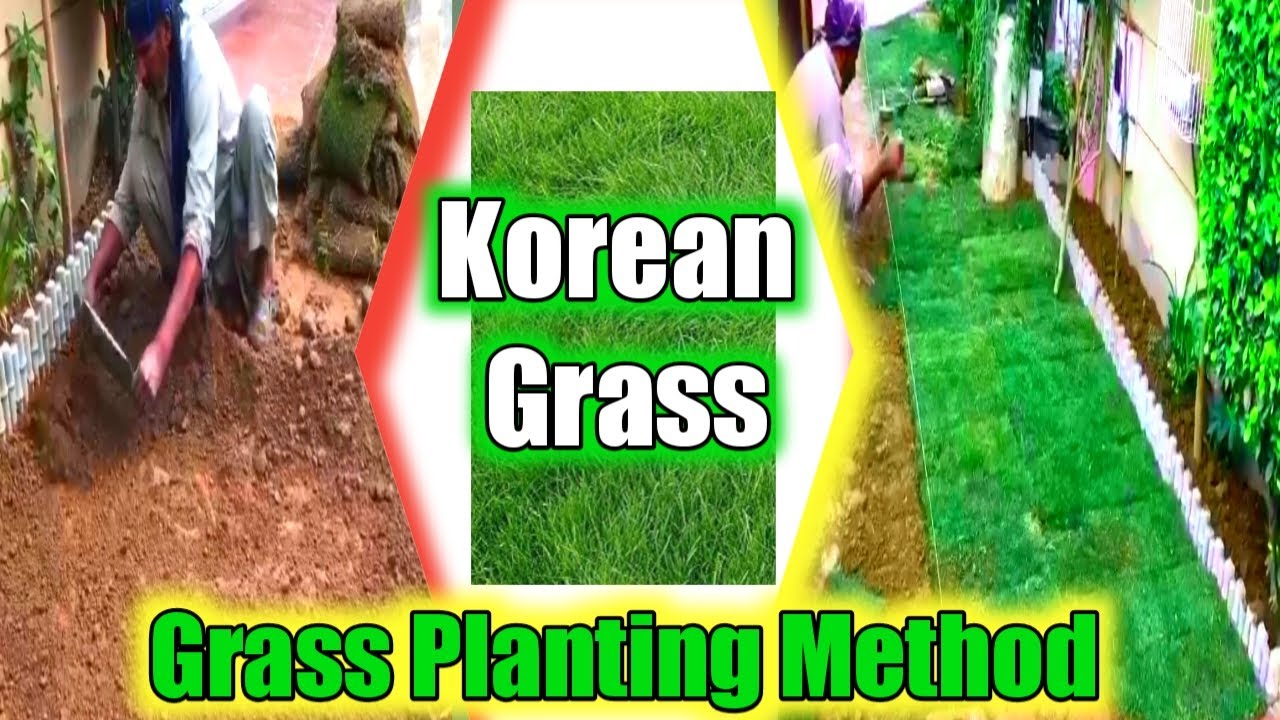 How to grow korean grass | How to plant grass in your lawn | Best method of planting grass
