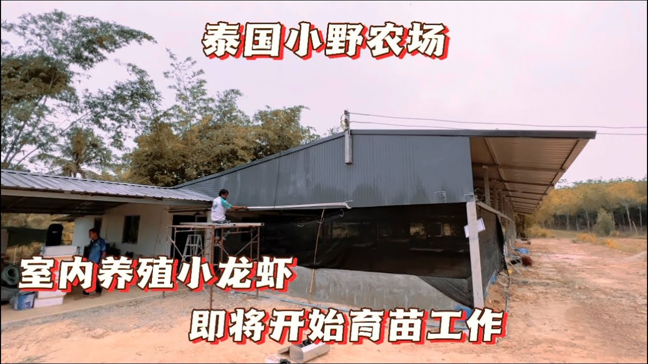 泰国小野农场室内养殖小龙虾，即将开始育苗工作