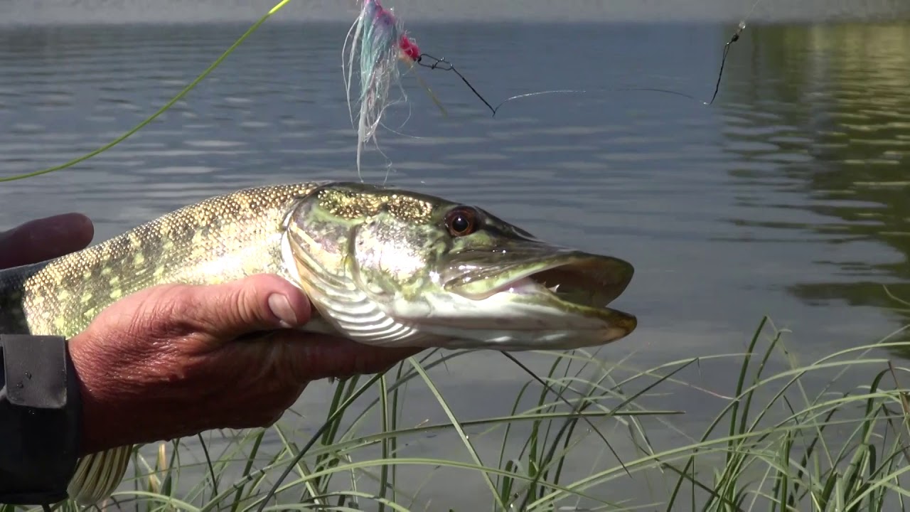 Pêche du brochet à la mouche en Norvège