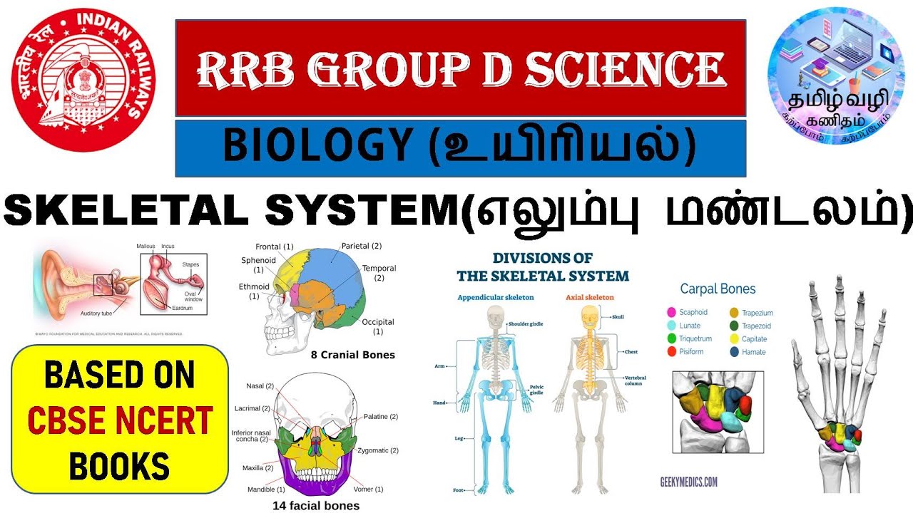 SKELETAL SYSYTEM(எலும்பு மண்டலம்)/BIOLOGY/RRB GROUP D & NTPC & SSC SCIENCE IN TAMIL