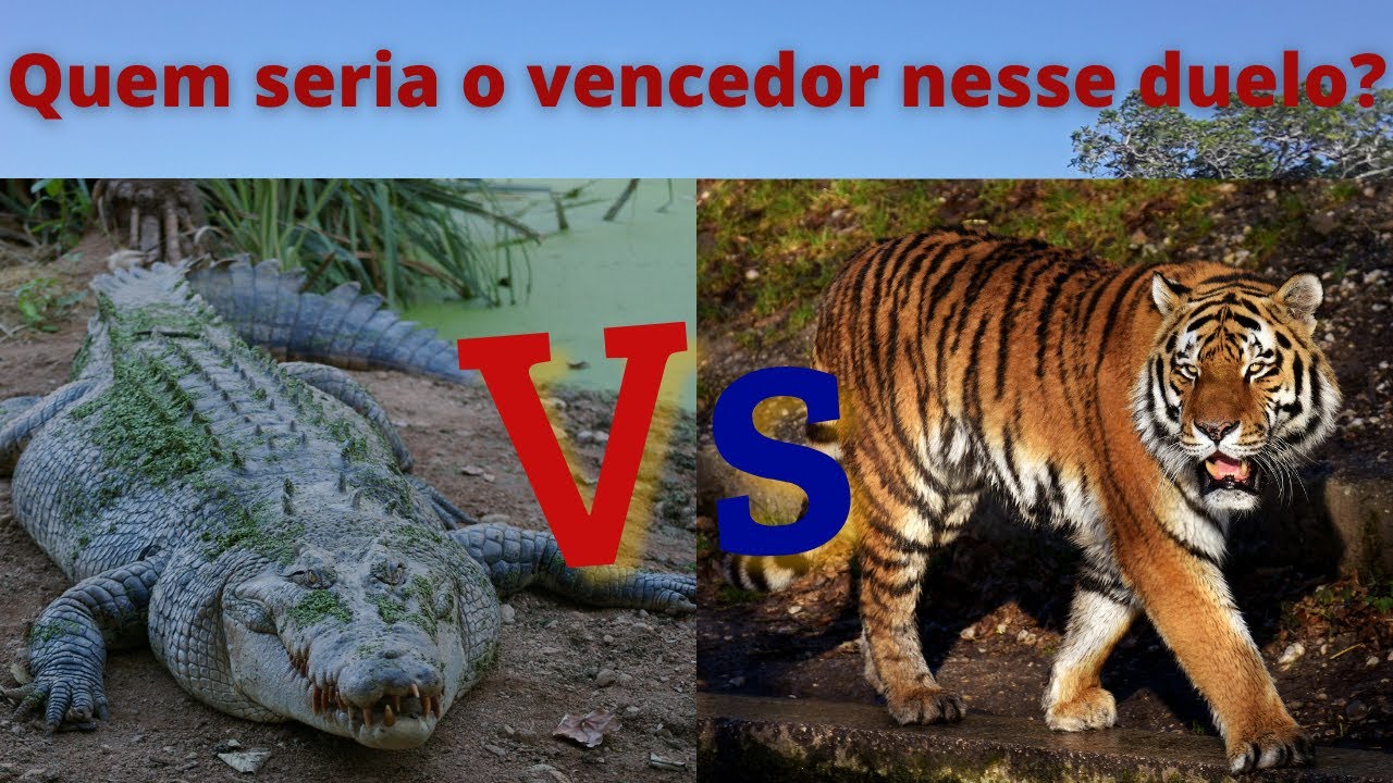 Quem iria vencer ? Crocodilo Vs Tigre (Duelo de animais)