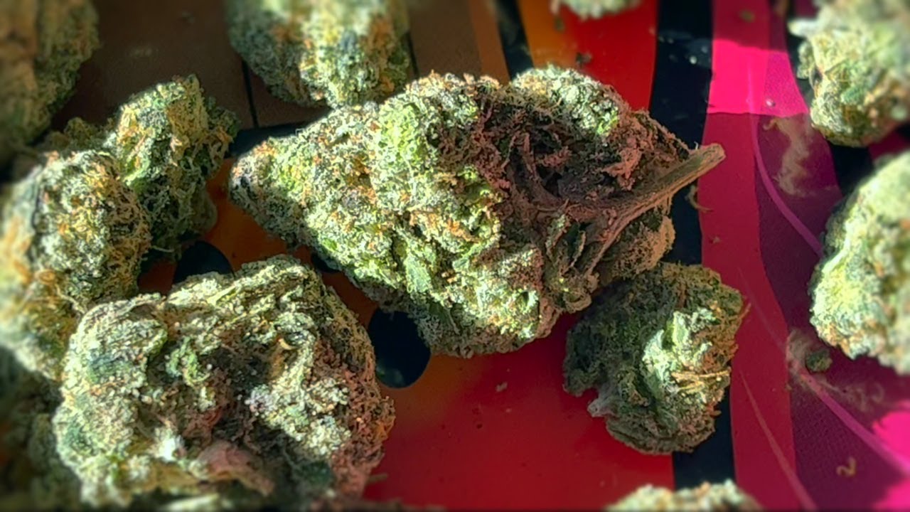White Runtz Strain Review