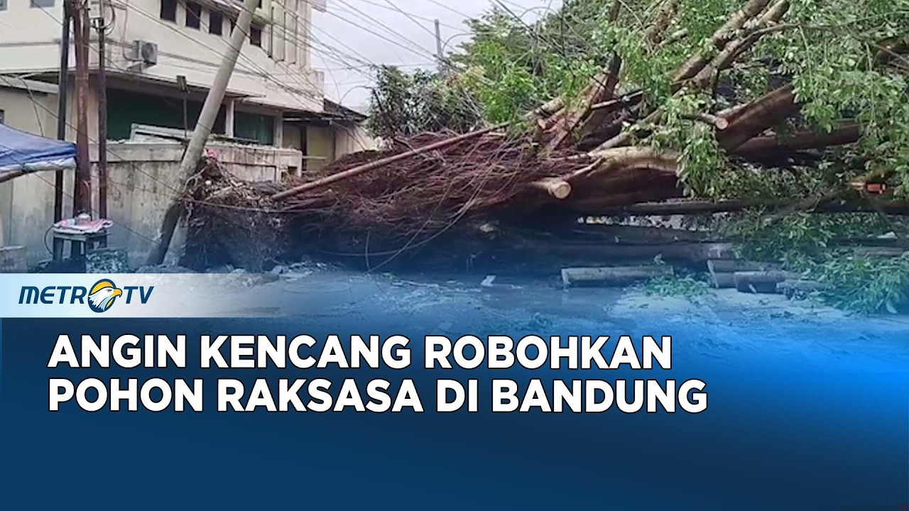Pohon Tumbang di Alun-Alun Regol, Menghalangi Akses Jalan di Bandung