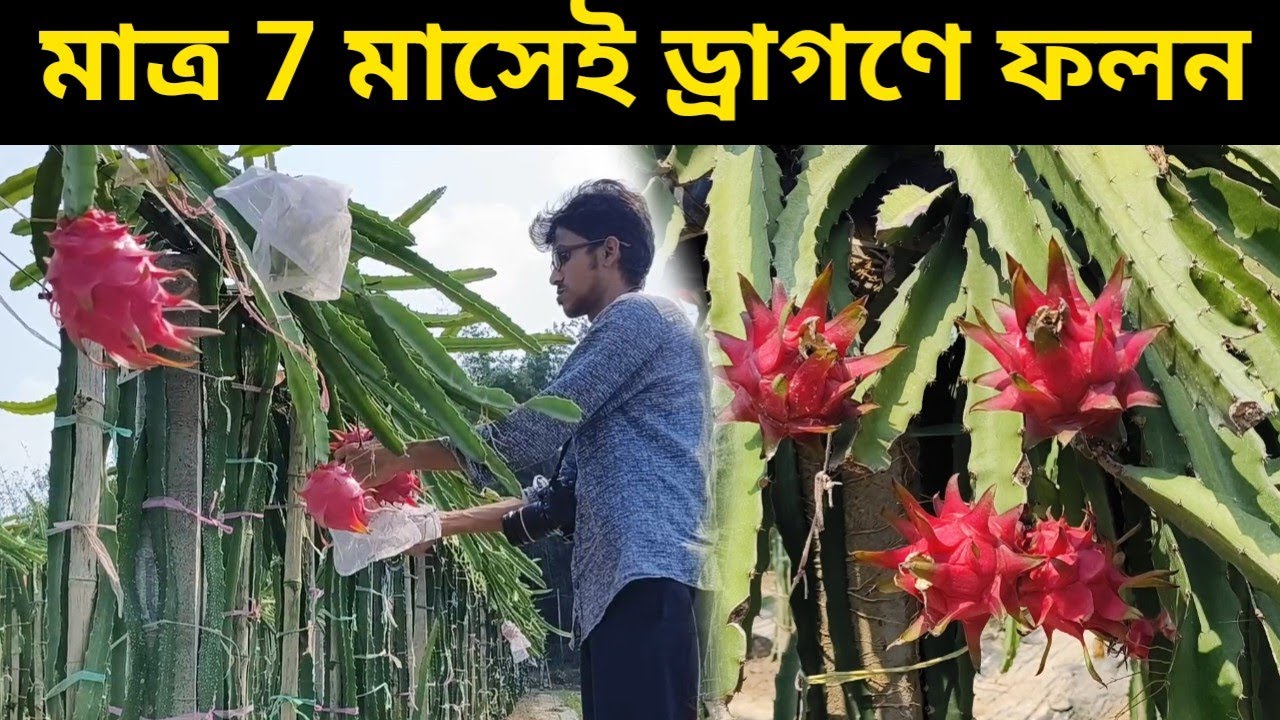 মাত্র 7 মাসেই ড্রাগন গাছে ফলন || 100% Organic Dragon