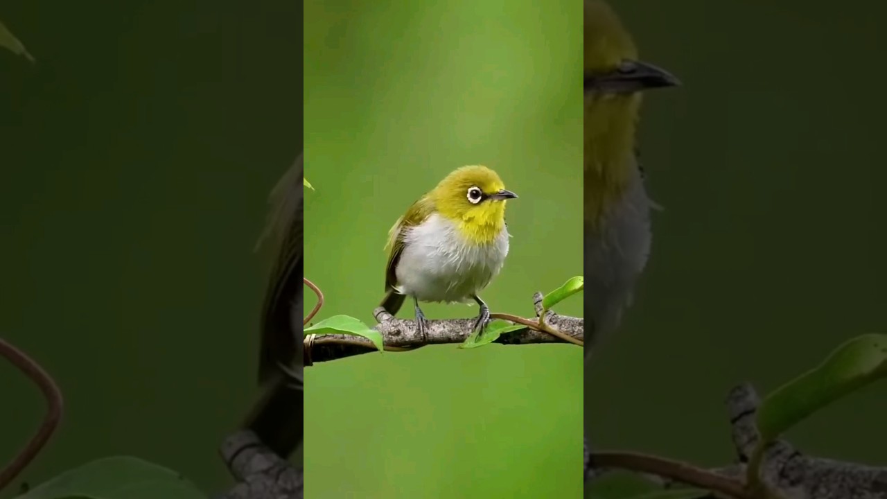 Nikon z7 with 70-200 lens photography #viralshort #shorts #nikon #trendingshorts #youtubeshorts