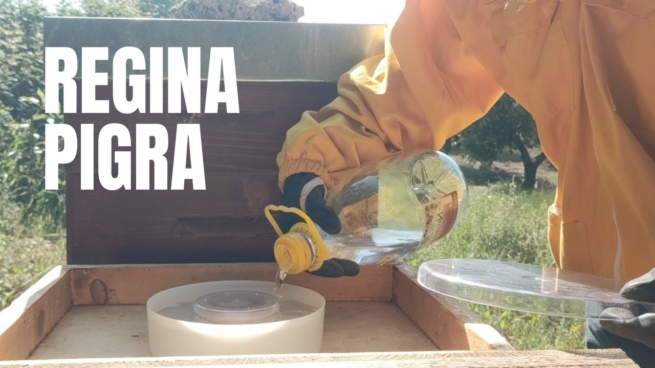 STIMOLIAMO L' APE REGINA CON SCIROPPO