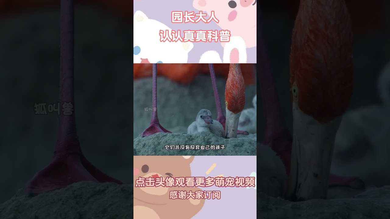 火烈鸟在暴风雨中保护幼崽，嗯，老妈，我爱你！ #一代人有一代人的动物世界 #搞笑 #反转#动物解说