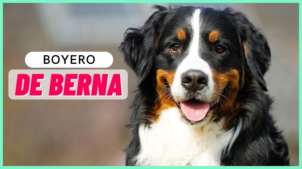 BOYERO DE BERNA | Apariencia, Carácter y Salud