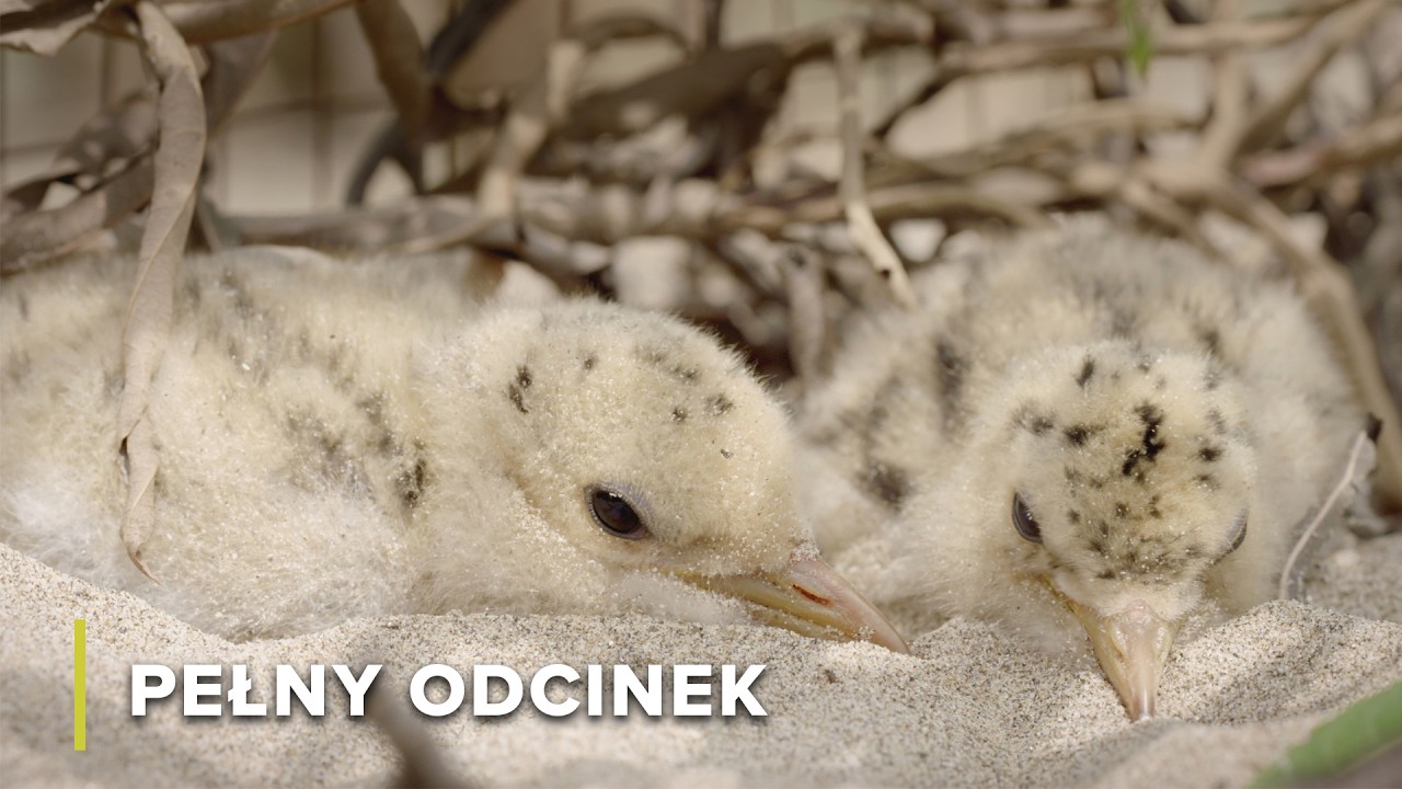 Obszar o Największej Bioróżnorodności Azji Południowo-Wschodniej | Tajemnice Rzeki Mekong 107