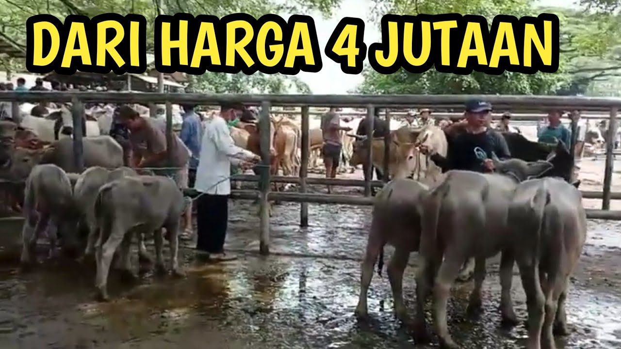 HARGA ANAK KERBAU TERBARU MENJELANG PUASA DI PASAR HEWAN PURWAKARTA