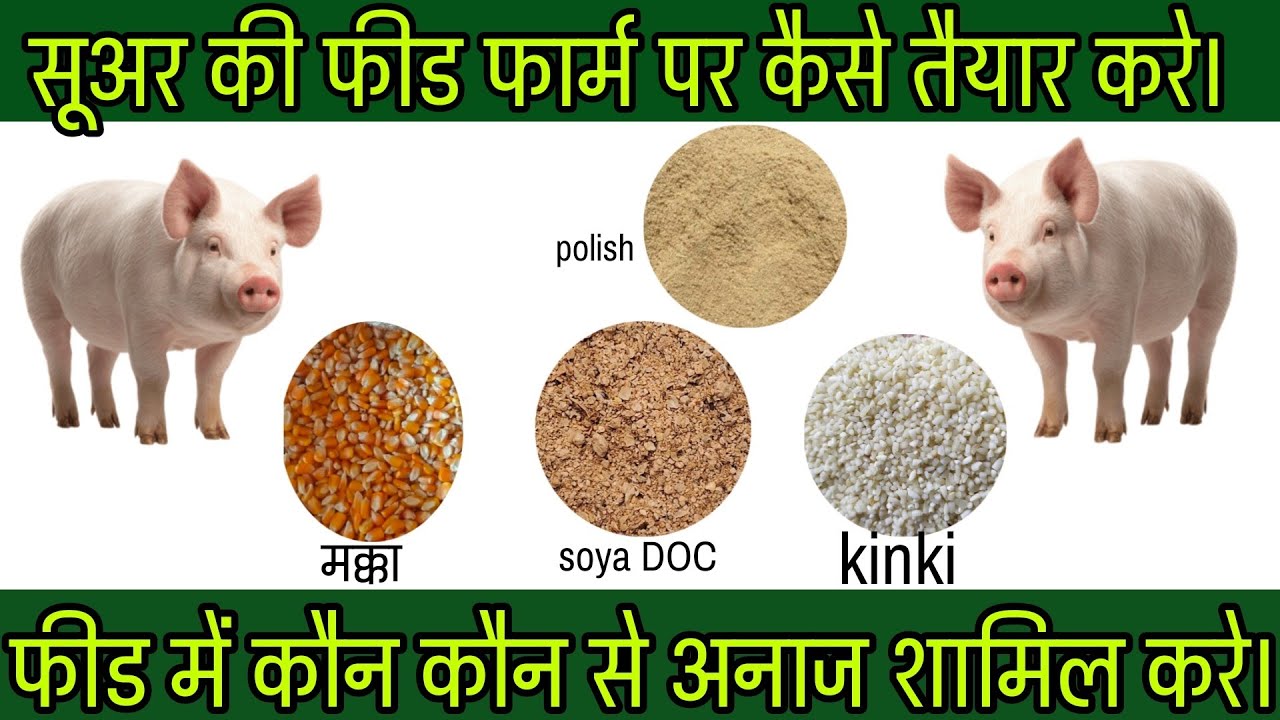 How to make feed at pigFarm सूअर की फीड फार्म पर तैयार कैसे करे Starter feed कैसे बनाए जाने फार्मूला
