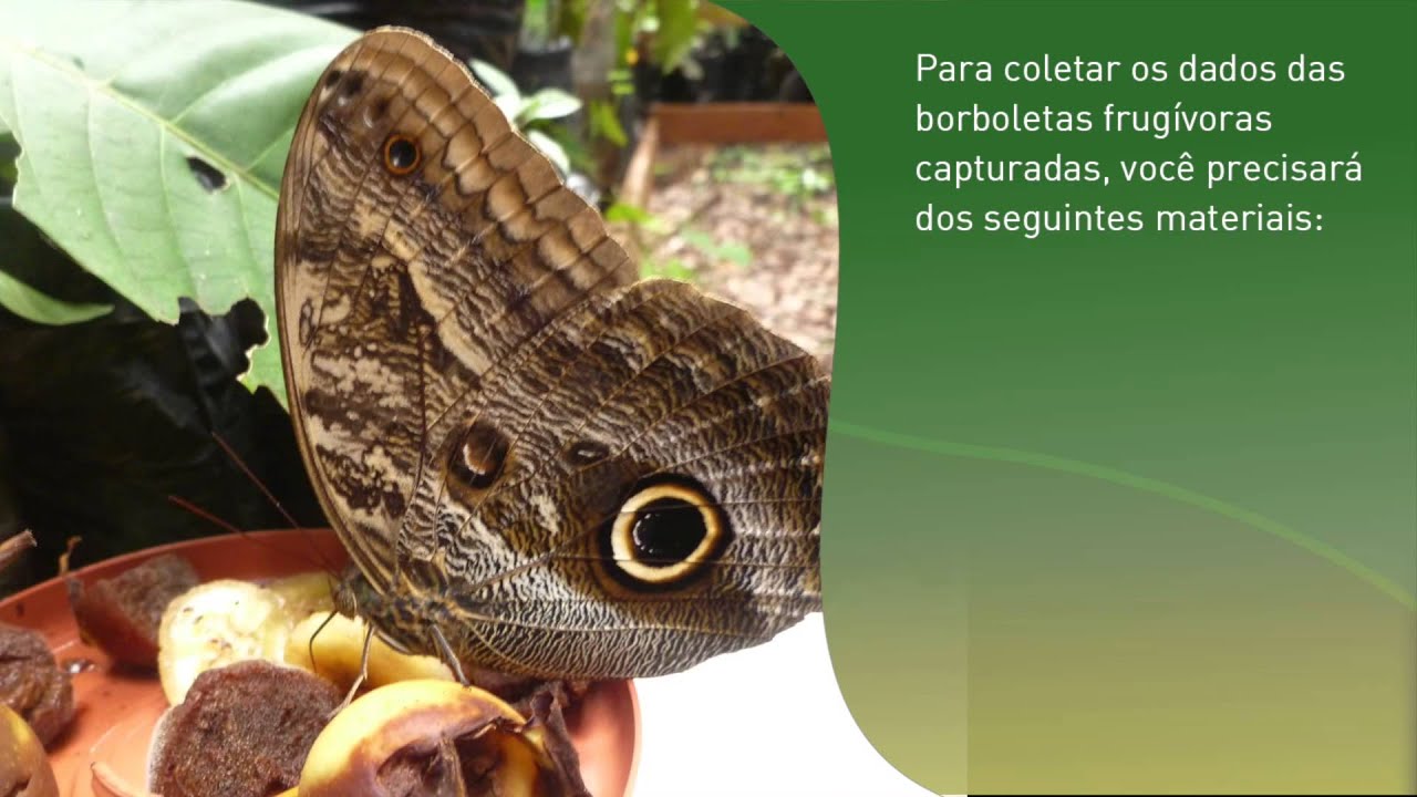 Protocolo de coleta de dados de borboletas frugívoras