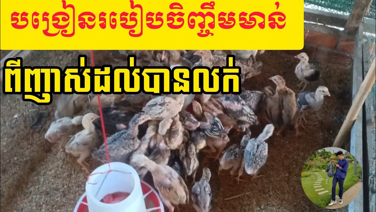 បង្រៀនរបៀបចិញ្ចឹមមាន់ពីញាស់ដល់បានលក់
