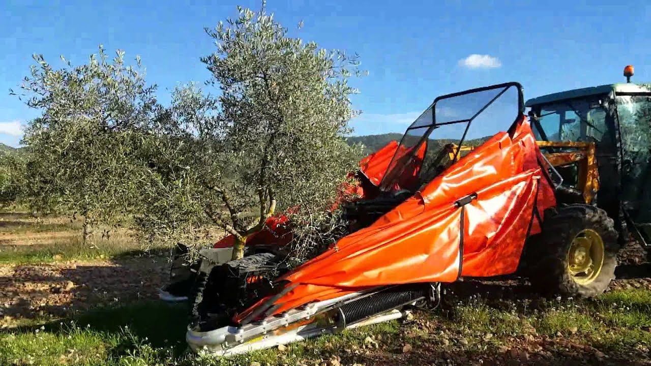 Agromelca - Recolección de aceitunas verdes, RECOLTE D´OLIVES VERTES, HARVEST OF GREEN OLIVES