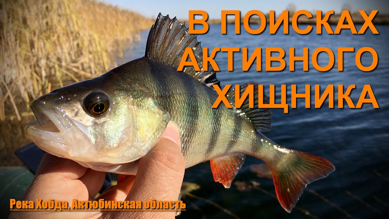 Река Хобда: В поисках активного хищника. Рыбалка в Актобе, Казахстан