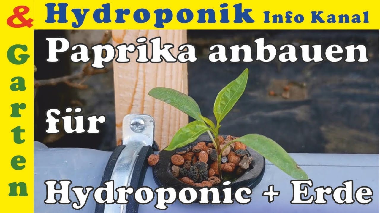 Paprika anbauen: Die besten Tipps für die Aussaat und Anzucht für Hydroponik System oder Erde!