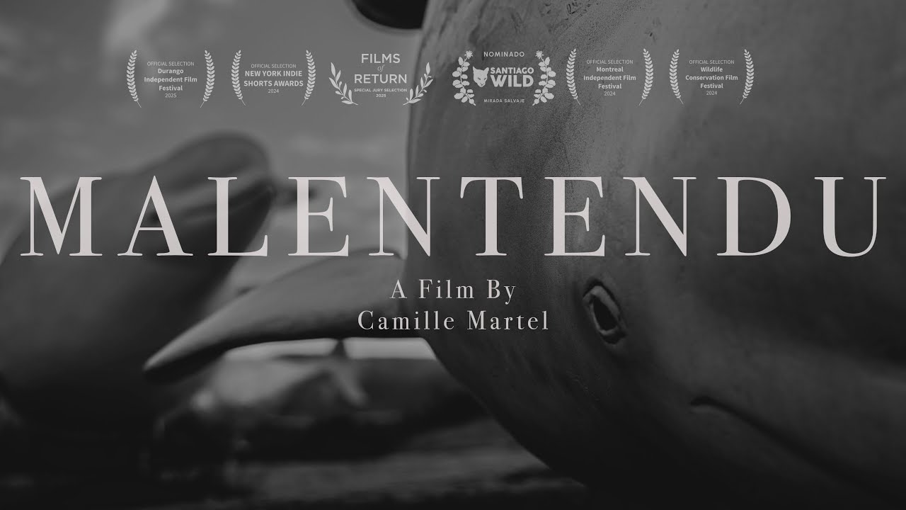 MALENTENDU | A short film by Camille Martel