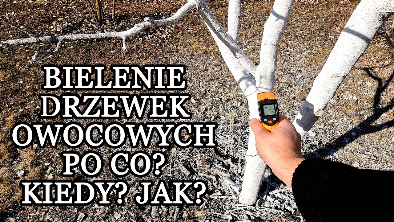 Bielenie drzewek owocowych. Jakie funkcje pełni? Kiedy to robić? Jakim sposobem?