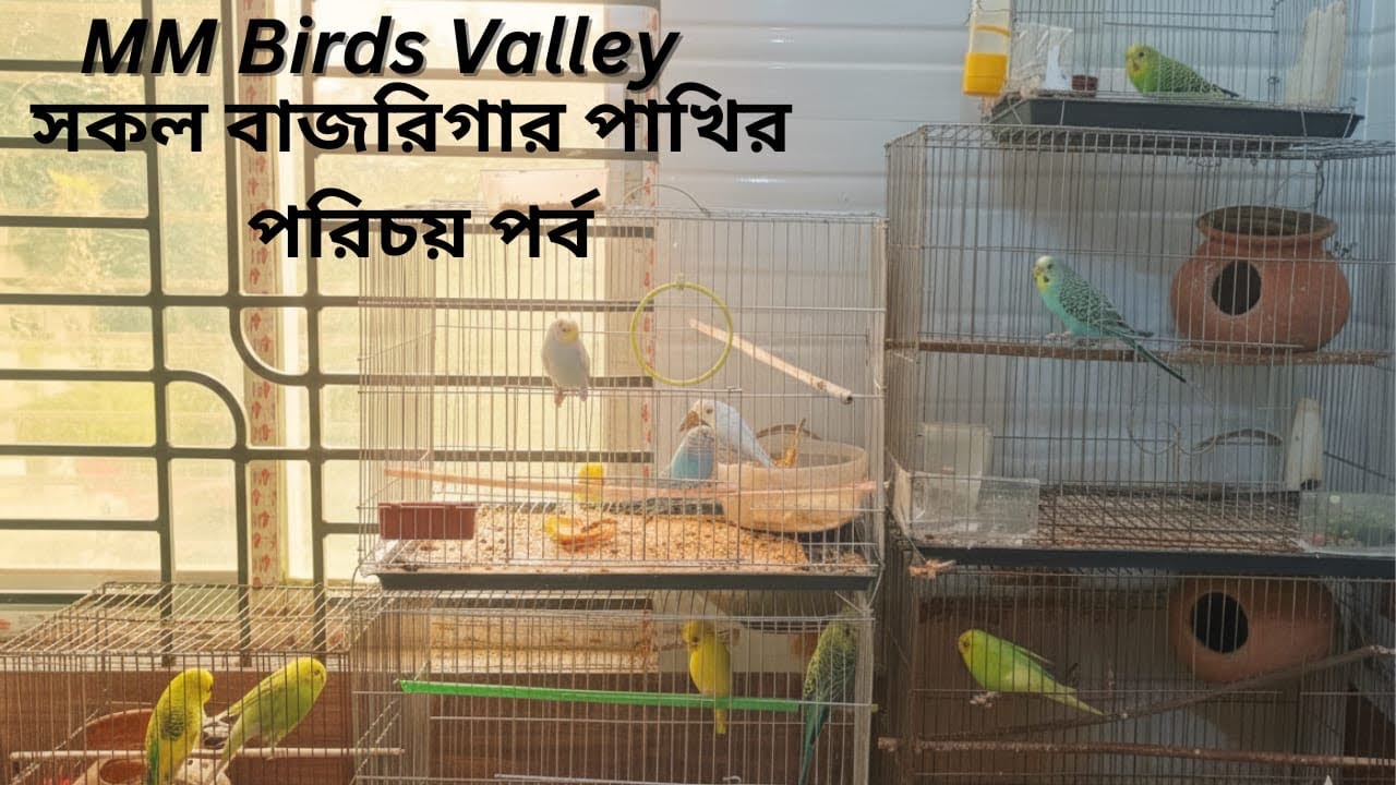 My Budgerigar Collection | MM Birds Valley | পাখির পরিচয় ভিডিও part 1