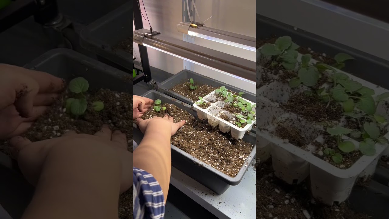 Grow your own and eat healthier with Marshydro #shorts #marshydro