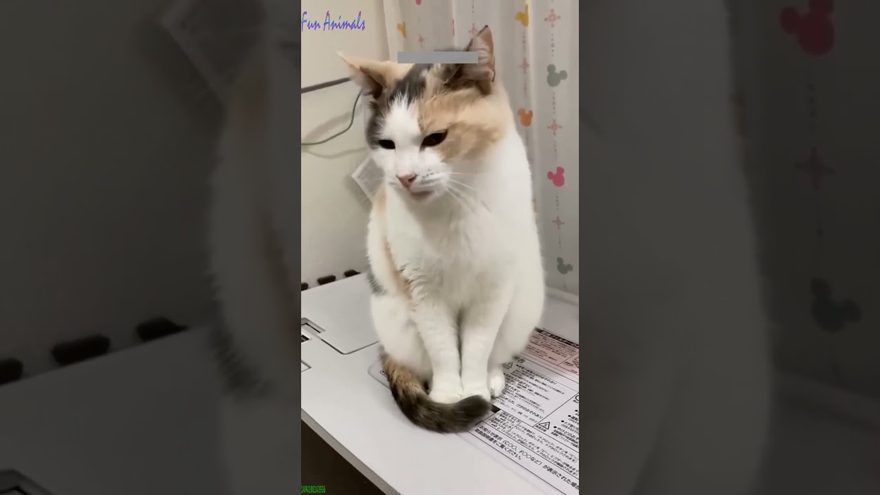 ❤️🐈 Funny cats ❤️🐈 , ❤️Funniest cats #FunAnimals  PART 345