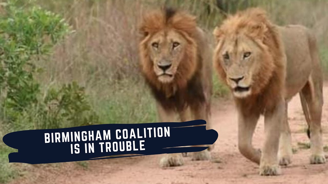 BIRMINGHAM MALE ATTACKED BY THE PLAINS CAMP MALES - THE SECOND COMING OF THE KING