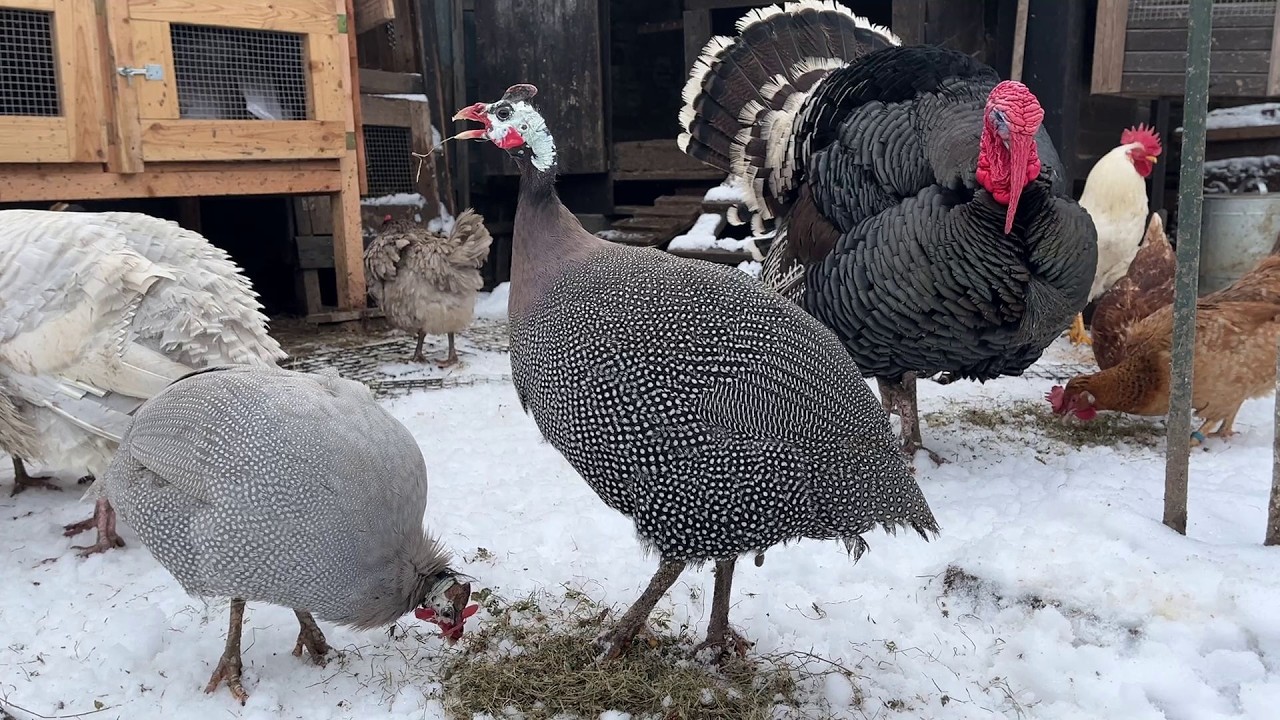 Hens-VLOGS :1245🦃❄️