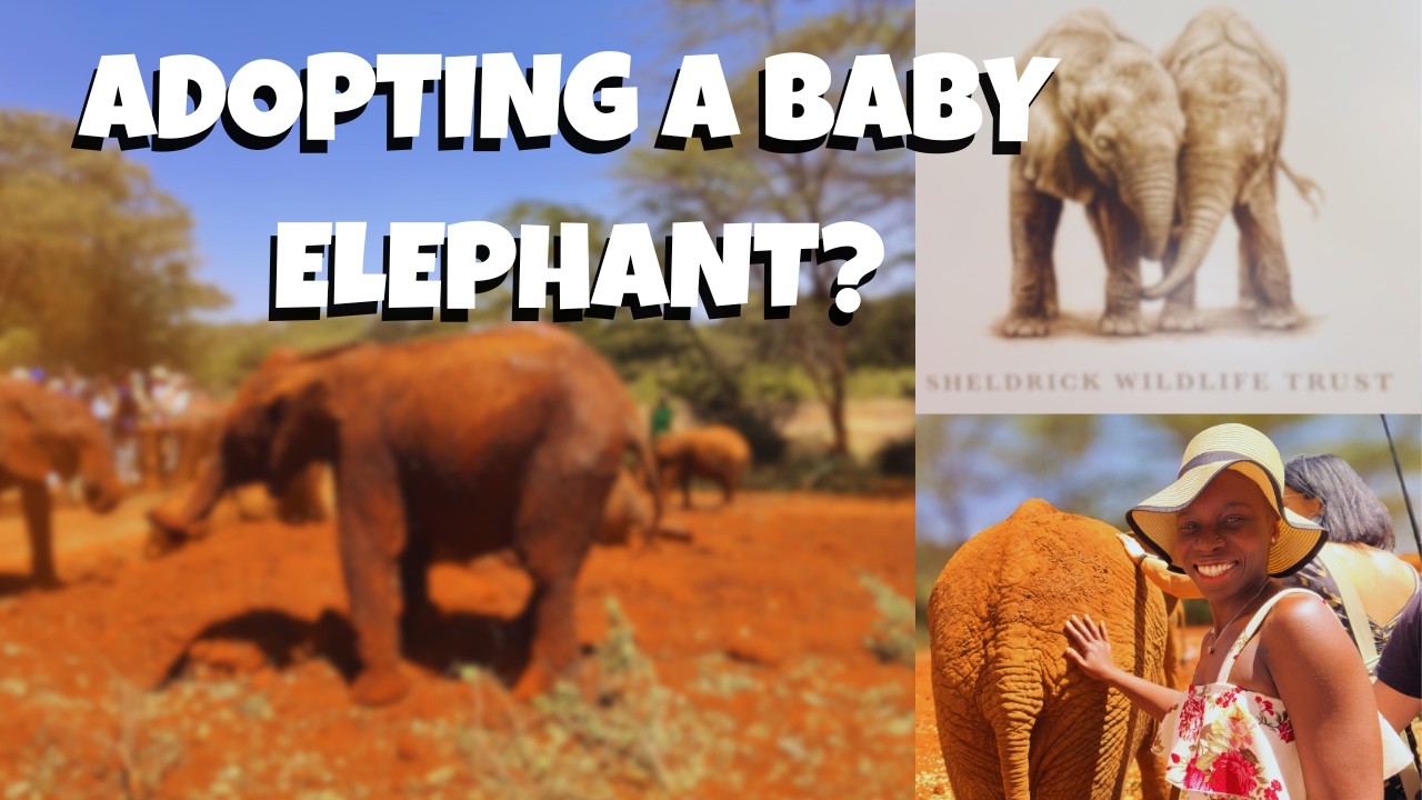 Adopting a Baby Elephant 🐘 | Sheldrick Wildlife Trust Visit