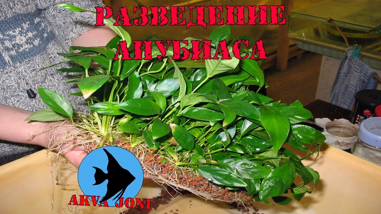 Разведение анубиаса