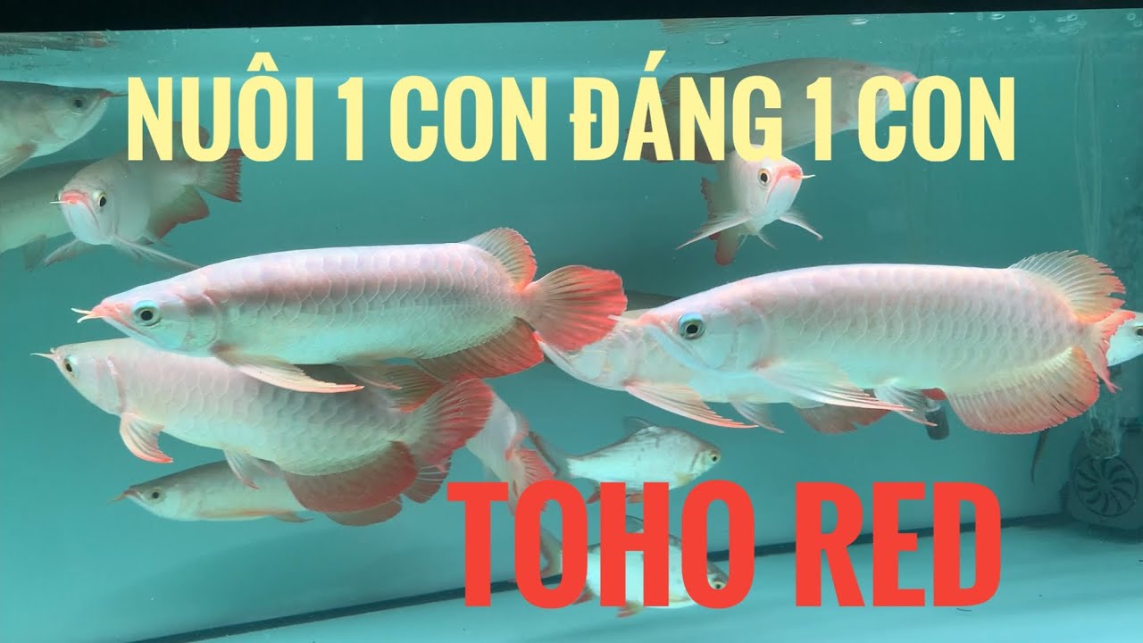 Huyết Long Phông Trắng - ôm bọn nó như ôm VÀNG - đường dài chỉ có TĂNG GI.Á TR.Ị