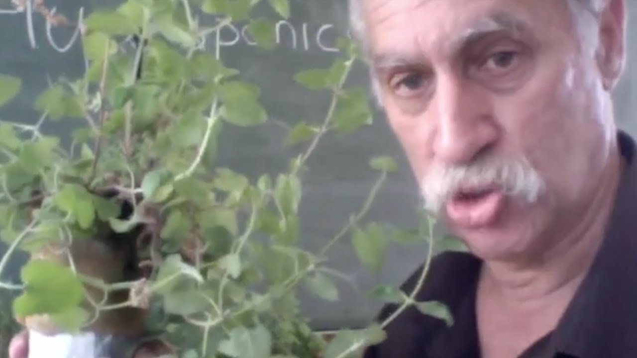 Grow herbs in a water bottle, using the Kratky method which is simple and cheap