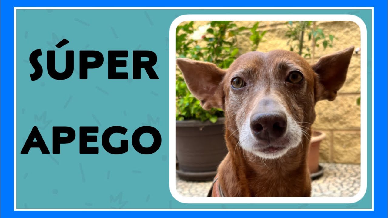 🔵Super apego en perros / Le pasaba a mi PODENCO Conga