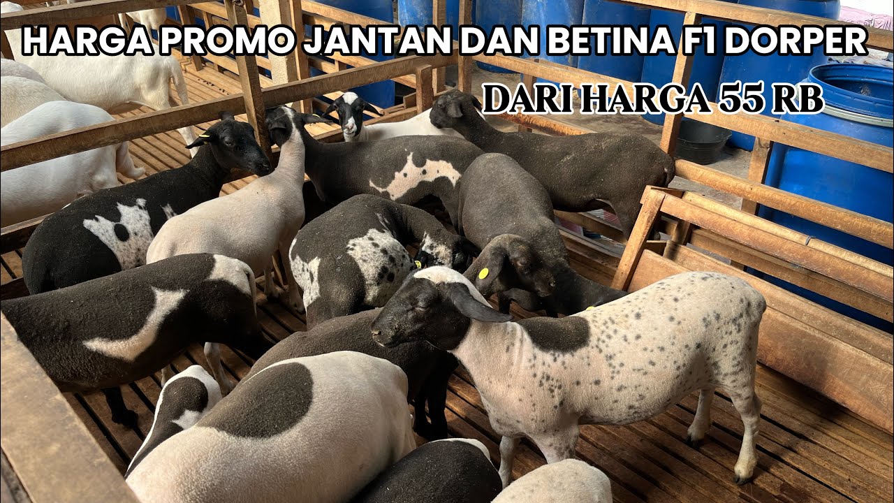 REVIEW HARGA PROMO JANTAN DAN BETINA F1 F2 DORPER