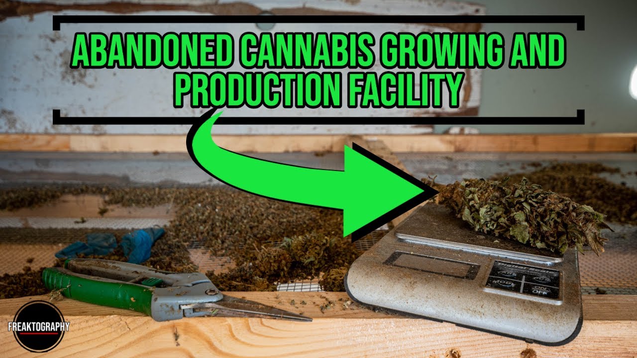 Abandoned Cannabis Growing and Production Facility