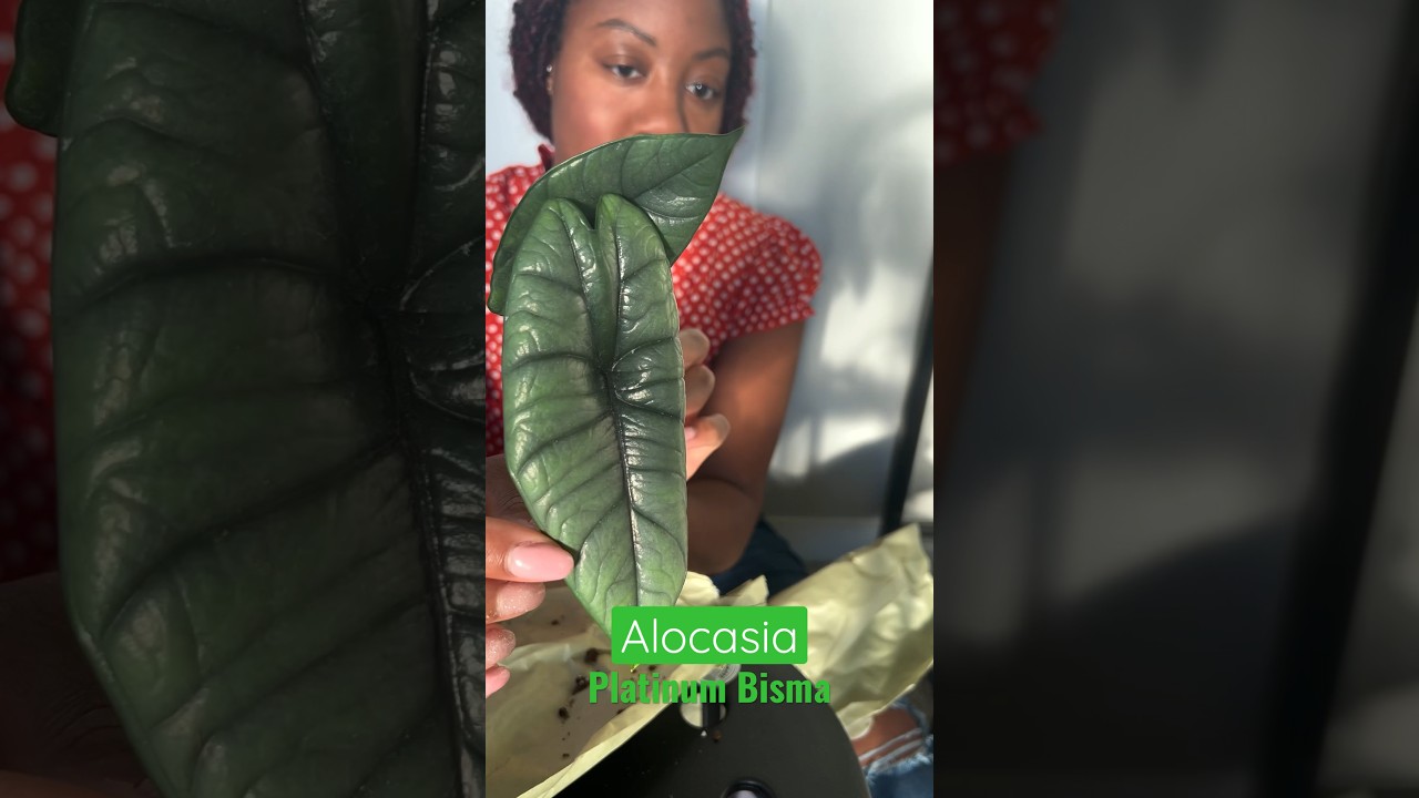 I love my Alocasia in semi-hydro! #plantcaretips #alocasia #semihydro