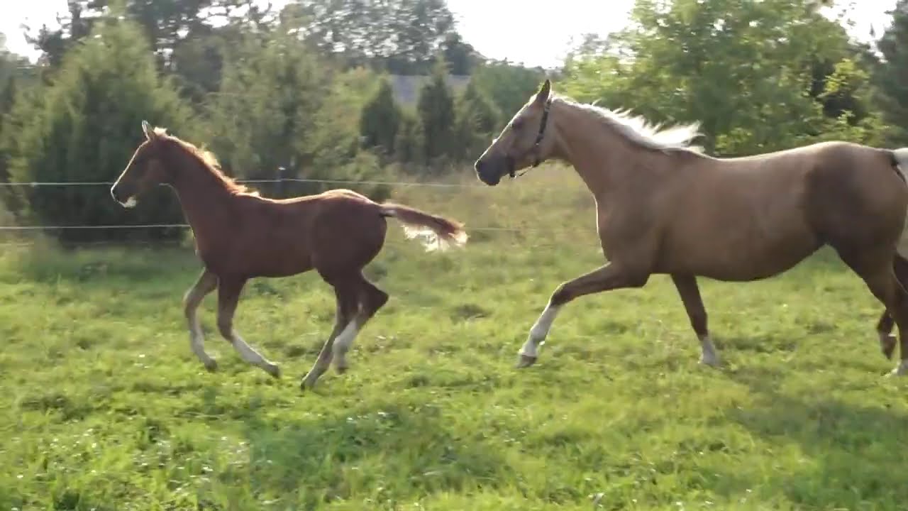 Epikos KA (Kiparis x Preston)