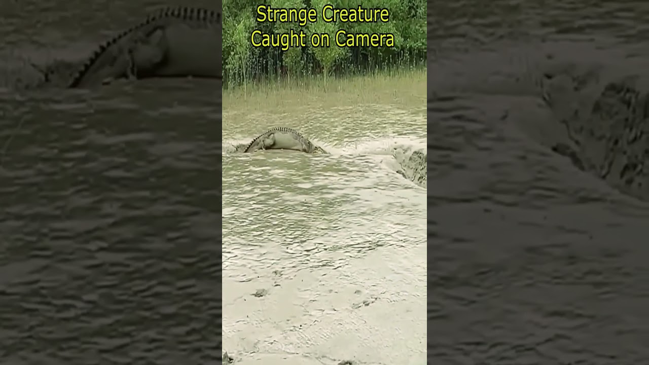 Странное существо, пойманное на камеру
