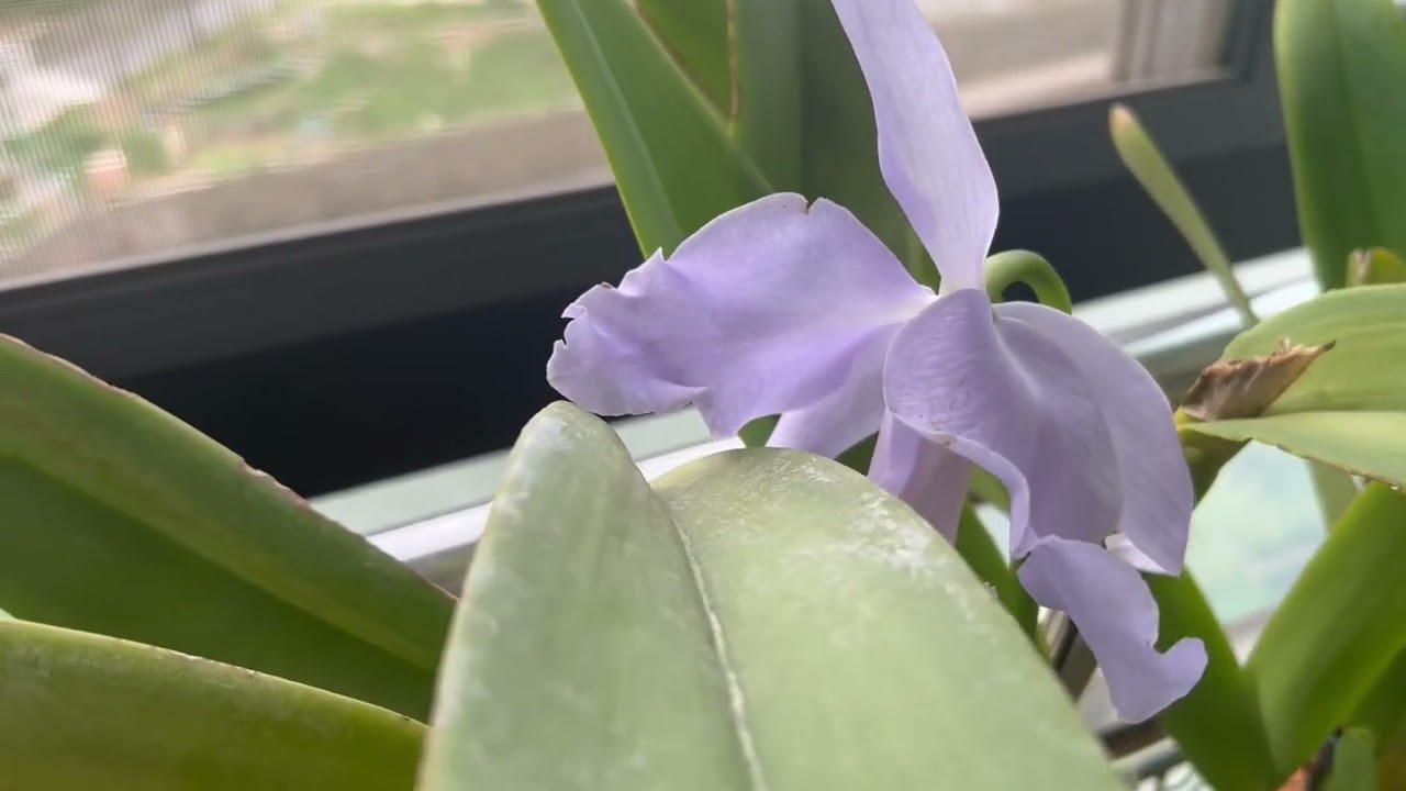 始终养不好的马克西马 C. maxima ceorulea 'hector'  自我剖析这一次的原因