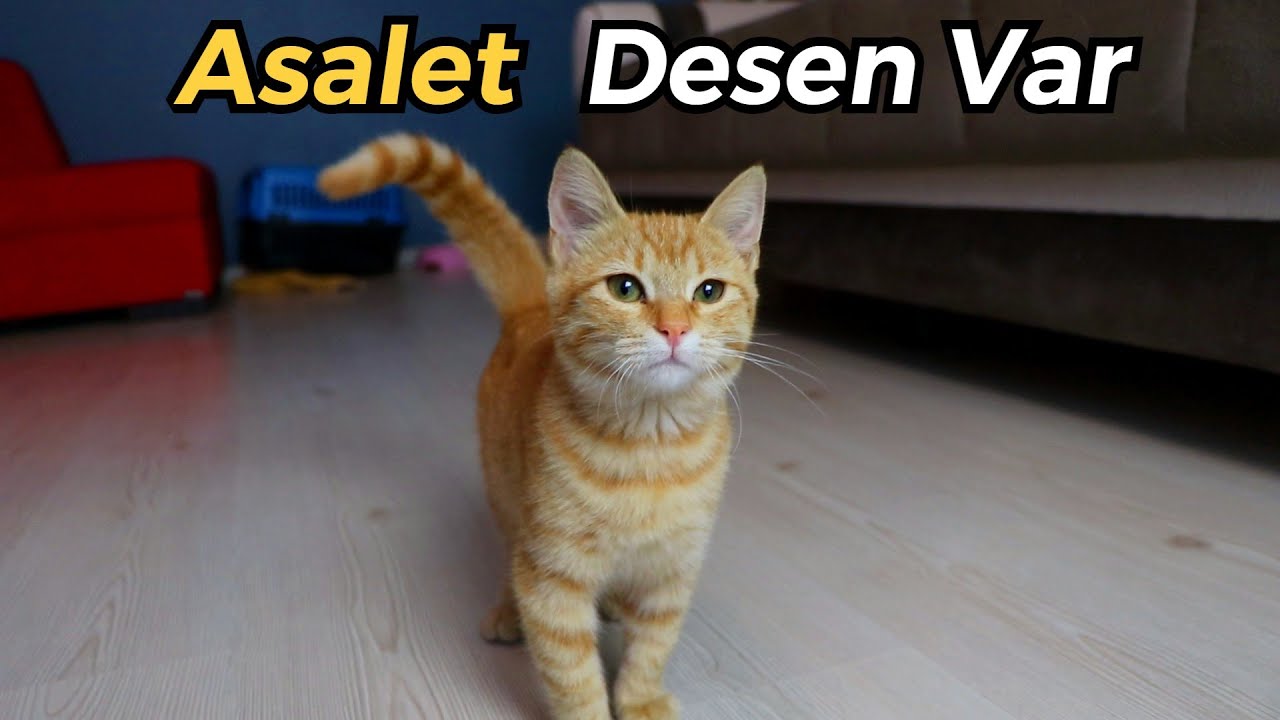 Sokakta Dünyanın En Tatlı Kedisini Buldum 😍