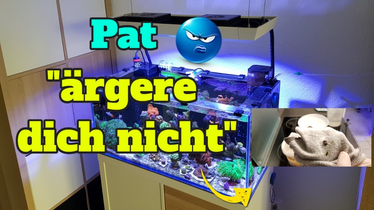 Kugelalgen überall - wie ich sie hasse!