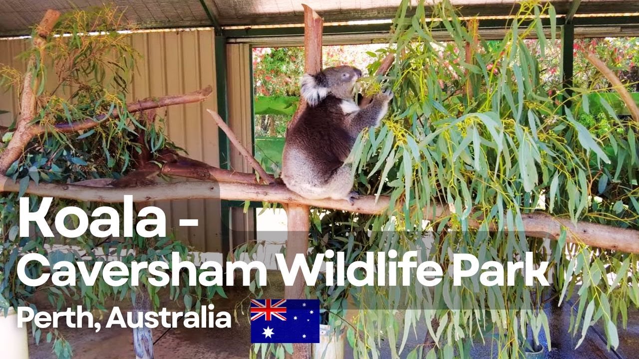 Meeting Koalas at Caversham Wildlife Park Perth | 4K Walking Tour Western Australia