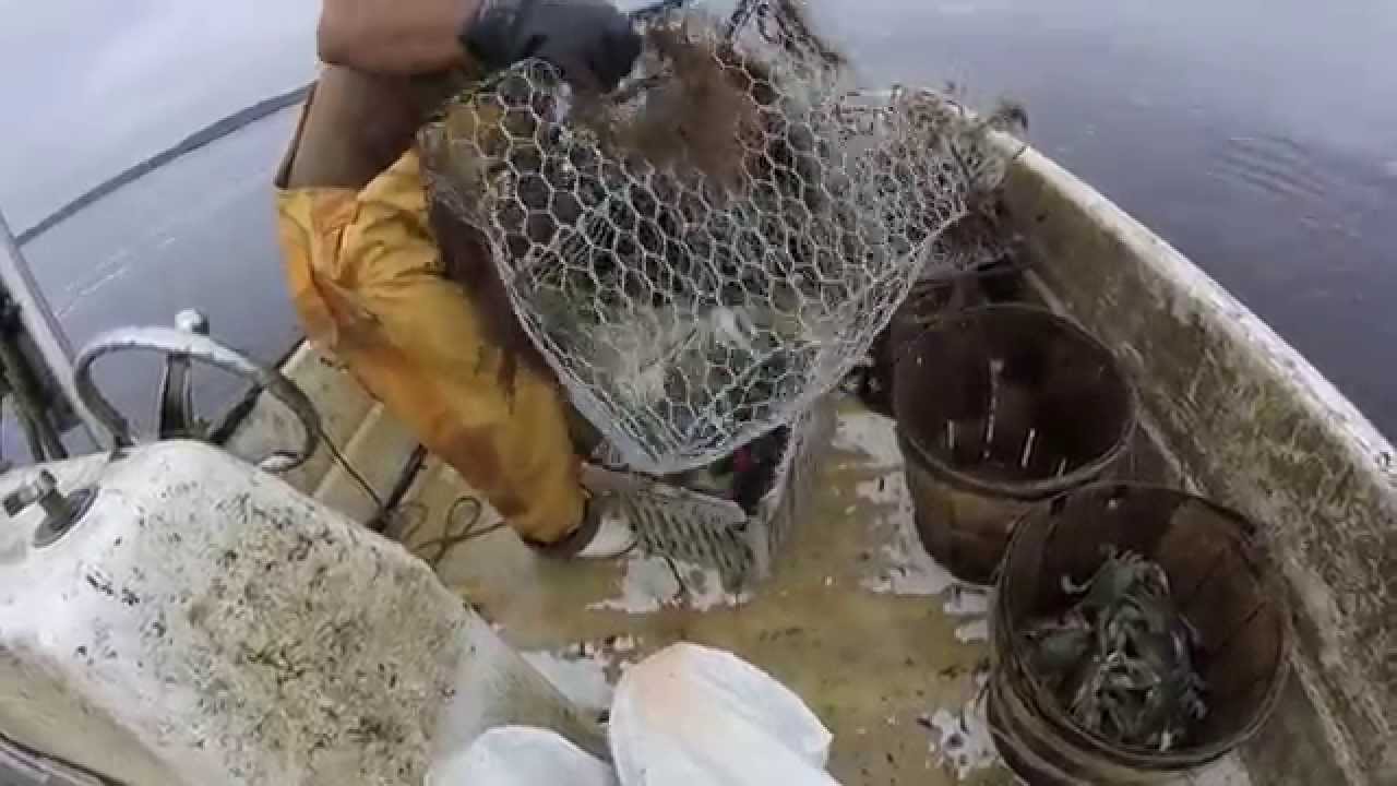 Catching lots of blue crab